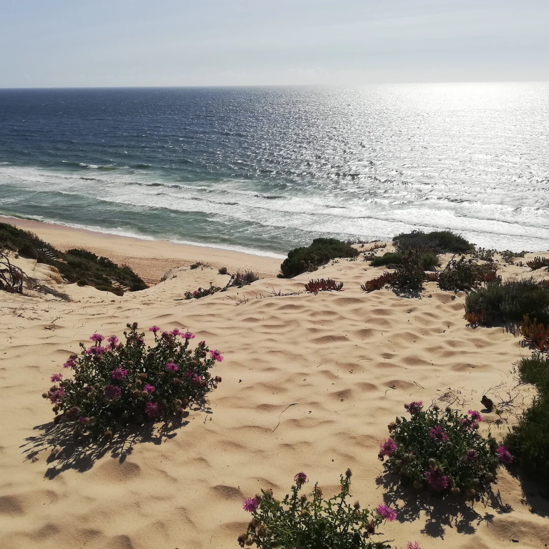 comporta 03